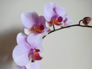 Obraz premium Isolated Pink Orchid on Beige Background
