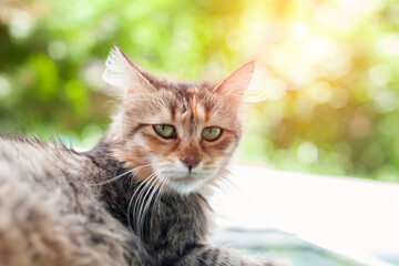 Beautiful tabby cat standing on ground and curiously looking at camera. Adorable kitten in the garden.