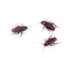 top view brown cockroachs on a white background,isolated