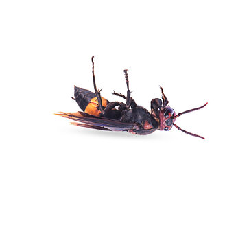 die wasp on a white background,isolated