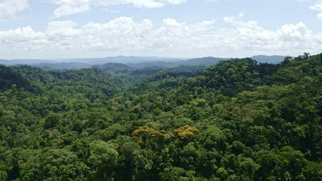 Aerial view of tropical tree canopy, zooming in at the yellow flowers of a few Tamburu trees, Vochysia braceliniae; a nature background of the Amazon rainforest.