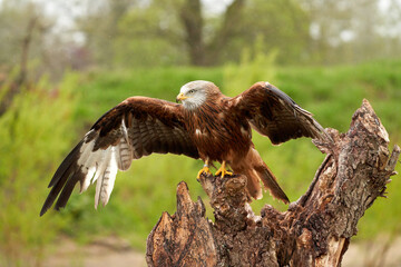 A detailed portrait of Red kite, bird of prey. land with outspread wings on a stump in the rain....