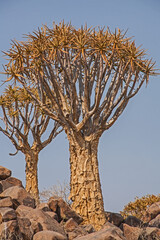 Aloidendron dichotomum, the Quiver Tree. in Souhtern Namibia 3