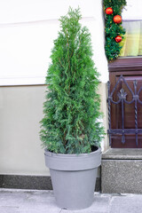 Trimmed thuja growing in large plastic pot on city street. Big potted green thuya growth on winter backyard