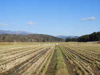 白鳥のいる農村風景