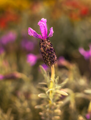 Topped  lavender in the foreground 