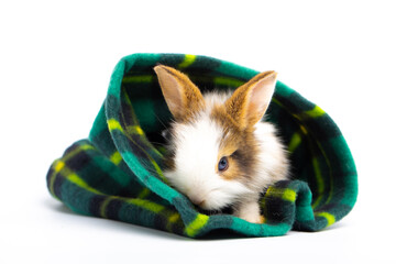 Cute Lovely bunny easter fluffy white rabbit playing in colorful blanket and sniffing, looking...