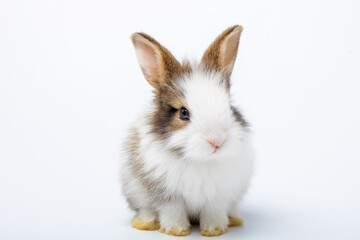 A baby bunny easter white rabbit, sniffing, looking to camera, on white background. Lovely bunny easter rabbit. Smart rabbit. Symbol of animal easter.