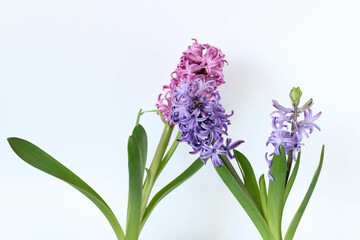 Blooming purple and pink hyacinths on a white background, horizontal photo. Hyacinths are spring flowers. 