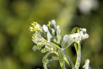 close up of a flower