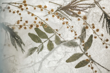 a plant in ice