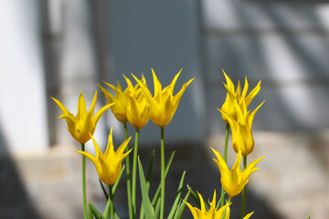yellow tulips on a natural blurry grey background for banner