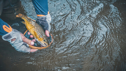 Fototapeta premium The fisherman releases the trout into the river.