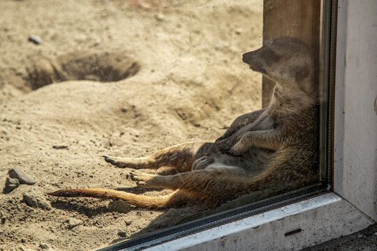 Tired Suricate Sitting at Shadow in Zoo.