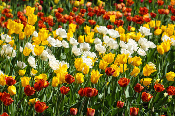 Fototapeta premium Spring meadow with a lot of multicolored white and yellow tulip flowers with selective focus, floral background
