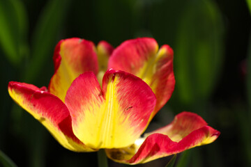 Close-up of a beautiful red-yllow tulip flower with selective focus in the park. Spring landscape