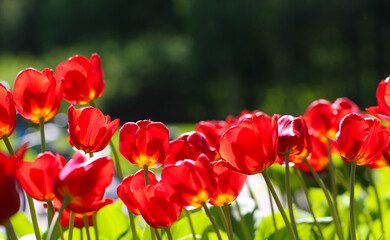 Group of red tulips in the park, large format for banner