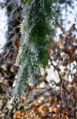 snow covered pine needles