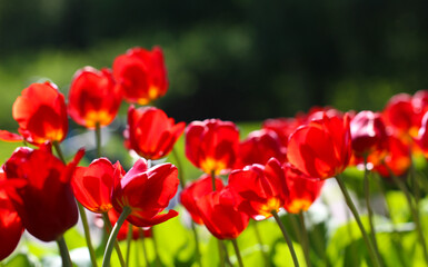 Group of red tulips in the park, copy space for text and large format