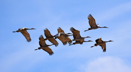 closeup of  a flock of  majestic sandhill cranes in flight on a sunny winter day in the bernardo  state wildlife refuge near socorro, new mexico 
