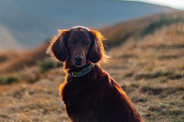 Portrait of Irish Red Setter Dog.