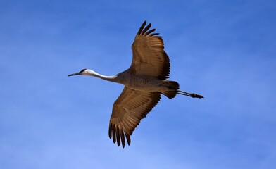 closeup of a majestic sandhill crane flying on a sunny winter day at bernardo state wildlife refuge, near socorro, new mexico 