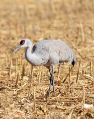 Obraz premium a solitary sand hill crane standing in a cornfield in its winter habitat of bernardo state wildlife refuge near socorro, new mexico