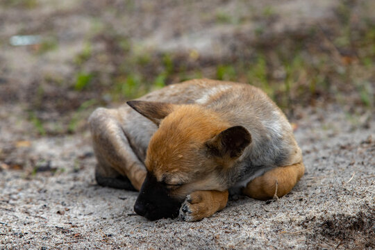 Cute Homeless Puppy Sleeping Outside