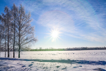 Beautiful winter landscape. The sun shines brightly in the blue sky on a frosty day. Birch trees stand in front of a snowy field, the branches of which are covered with hoarfrost