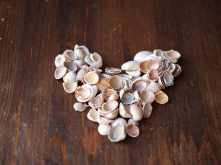 heart of the sea from different shells ...