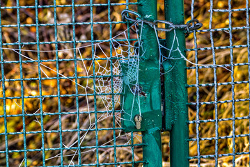 spiders web on a fence door