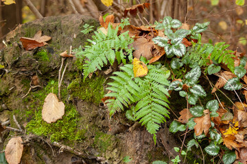 green ferns in autumn fall