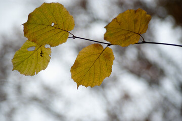 autumn leaves on the tree