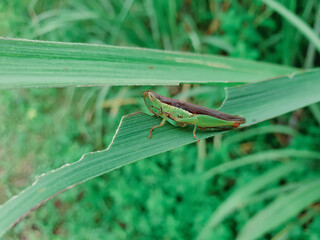 A green grasshopper is eatting green grass leaves . Grasshopper in nature.