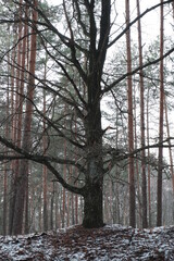 Winter forest landscape
