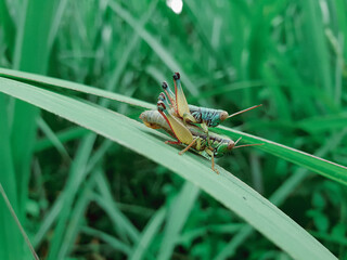 Male and female green grasshopper mating on a green leaf, Locust, insect, animal.