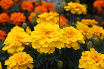 Tagetes / Studentenblumen blühen in Gelb und Orange