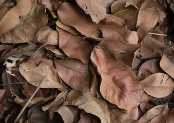 dry leaves background
