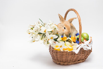 A fluffy Easter rabbit sits in a basket, Easter-colored eggs and flowers daffodils on a minimalist white background to copy space for text banner.