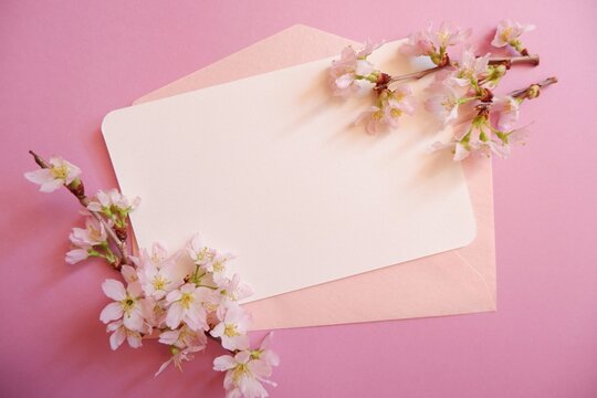 Spring greeting concept. Blank card decoration with Cherry blossoms on pink background. Spring, wedding, event background.