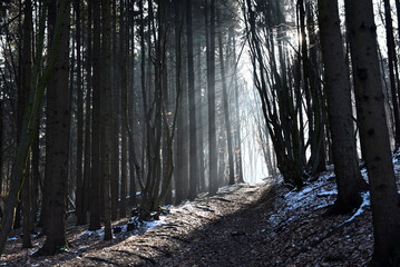 Fototapeta premium Misty forest path in the winter