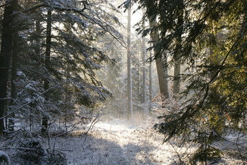 las w śniegu
