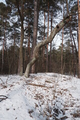 Winter forest landscape
