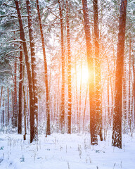 Sunbeams streaking through pine trunks in a winter pine forest after a snowfall.