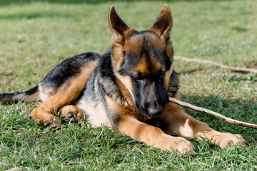 Beautiful young German Shepherd is lying on the lawn near the house. German Shepherd puppy plays with a stick