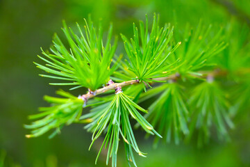 A young green branch of a spruce tree in the forest, a blurred background.