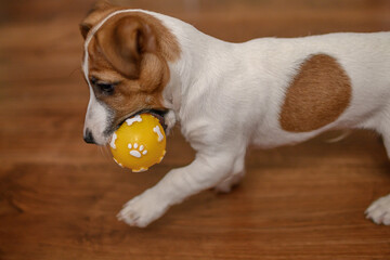 Jack Russell dog playing with a small ball