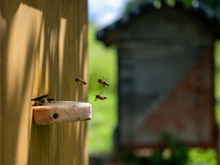 Bees backing to hive carrying pollen