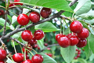close-up of ripe  cherries on a tree in the garden