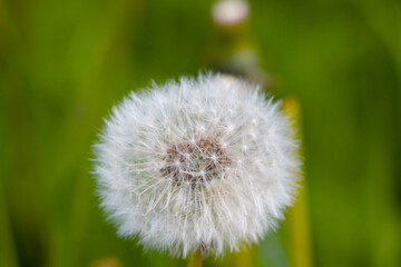 Close-up of a flowering dandelion in a meadow in the summer.